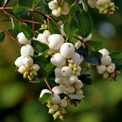 Снежноягодник  Снежноягодник в Молодечно