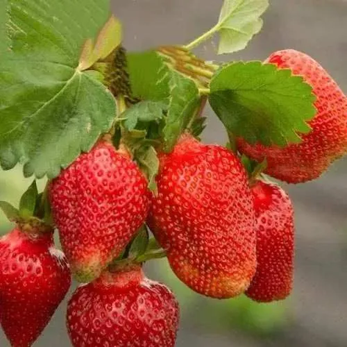 Клубника АЗИЯ  Клубника АЗИЯ в Молодечно