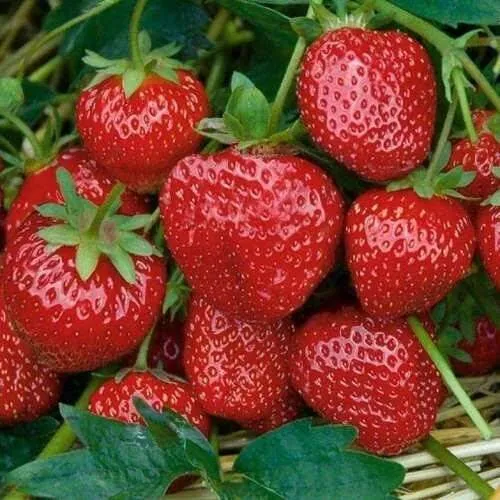 Клубника СЕЛЬВА ремонтантная  Клубника СЕЛЬВА ремонтантная в Молодечно