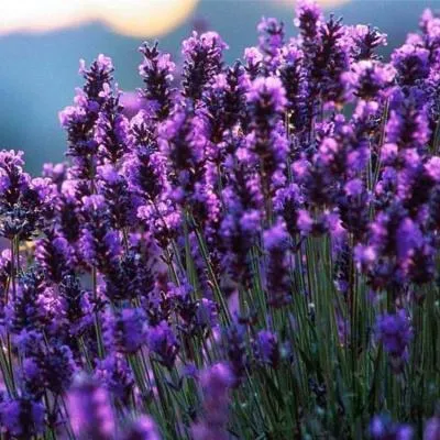 Лаванда   Лаванда  в Молодечно