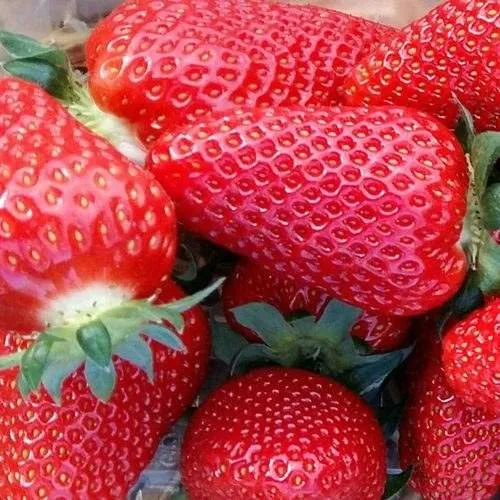 Клубника АМИ  Клубника АМИ в Молодечно