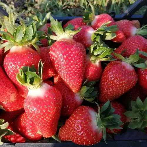 Клубника ЛЮЧИЯ  Клубника ЛЮЧИЯ в Молодечно