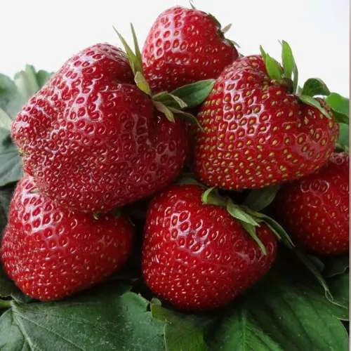 Клубника НАБИЛА  Клубника НАБИЛА в Молодечно