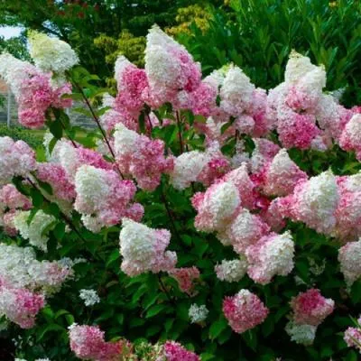 Гортензия  Гортензия в Молодечно