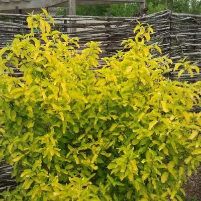 Кизил  Кизил в Молодечно