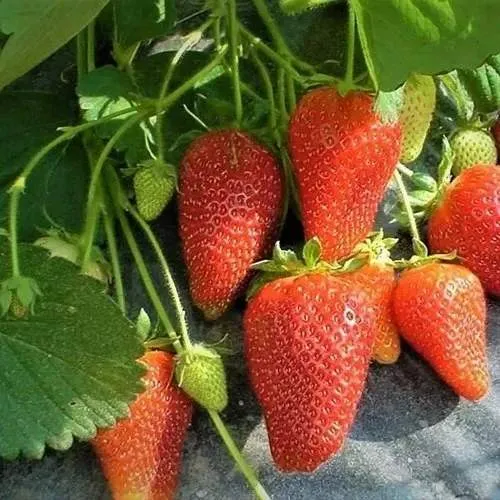 Клубника РОКСАНА  Клубника РОКСАНА в Молодечно