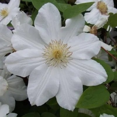 Клематис  Клематис в Молодечно