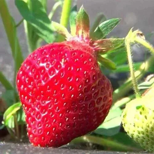 Клубника ХОНЕЙ  Клубника ХОНЕЙ в Молодечно