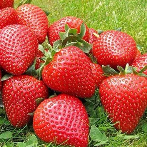 Клубника ЭЛИАНЕ  Клубника ЭЛИАНЕ в Молодечно