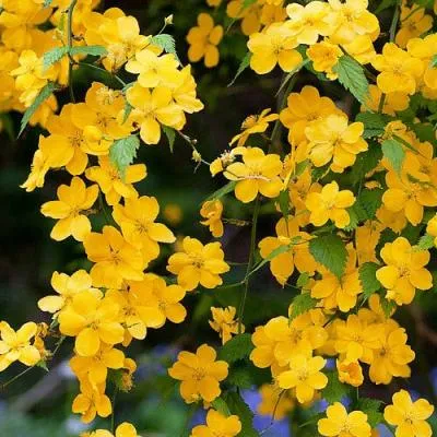 Керрия  Керрия в Молодечно