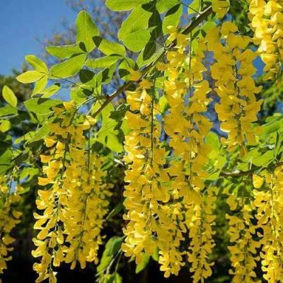 Бобовник  Бобовник в Молодечно