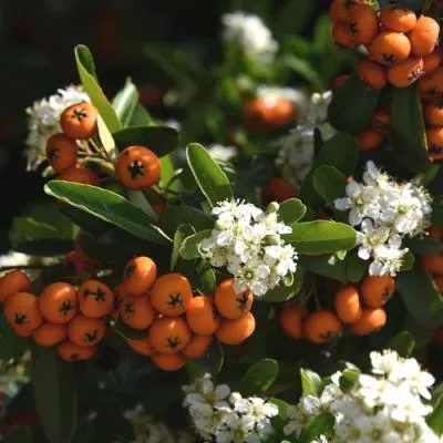 Пираканта  Пираканта в Молодечно