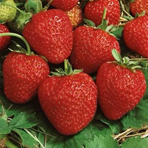 Клубника КОРОНА  Клубника КОРОНА в Молодечно