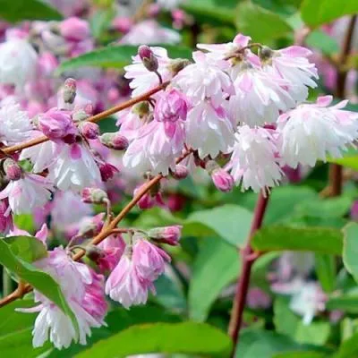 Дейция  Дейция в Молодечно