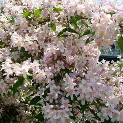 Кольквиция  Кольквиция в Молодечно