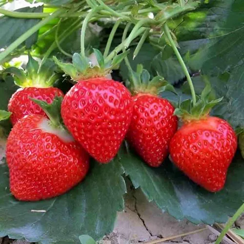 Клубника ТЕА  Клубника ТЕА в Молодечно