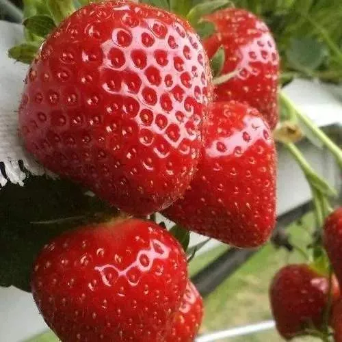 Клубника АРГЕНТЕРА  Клубника АРГЕНТЕРА в Молодечно