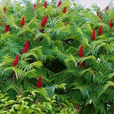 Сумах  Сумах в Молодечно