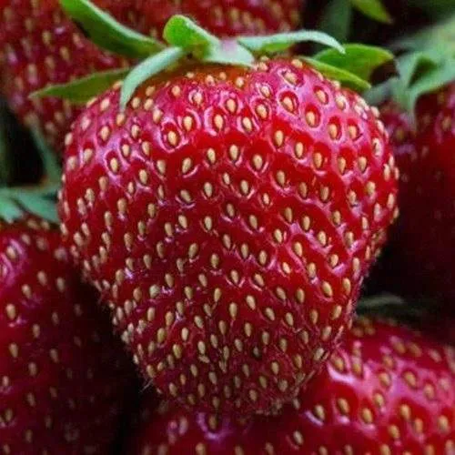 Клубника НАНДИ  Клубника НАНДИ в Молодечно