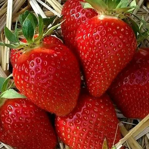 Клубника СИБИЛЛА  Клубника СИБИЛЛА в Молодечно