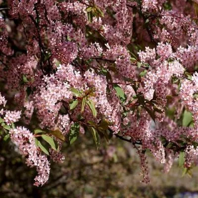 Черемуха  Черемуха в Молодечно