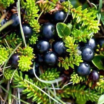 Водяника  Водяника в Молодечно