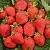 Клубника САН АНДРЕАС ремонтантная в Молодечно