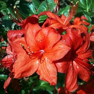 Азалия ДОЛОРОСО листопадная  Азалия ДОЛОРОСО листопадная в Молодечно