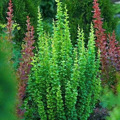 Барбарис ЭРЕКТА тунберга  Барбарис ЭРЕКТА тунберга в Молодечно