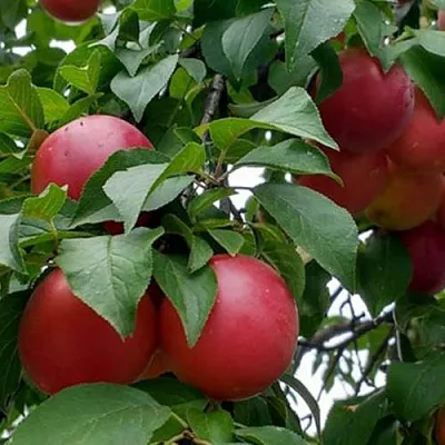 Плумкот БИРИКОККОЛО ГИГАНТЕ ДИ БУДРИО  Плумкот БИРИКОККОЛО ГИГАНТЕ ДИ БУДРИО в Молодечно