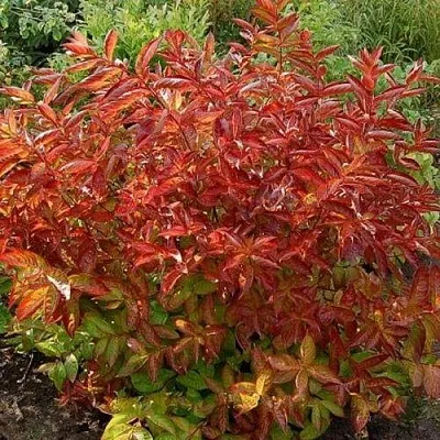 Вейгела ОГНЕННЫЕ КРЫЛЬЯ  Вейгела ОГНЕННЫЕ КРЫЛЬЯ в Молодечно