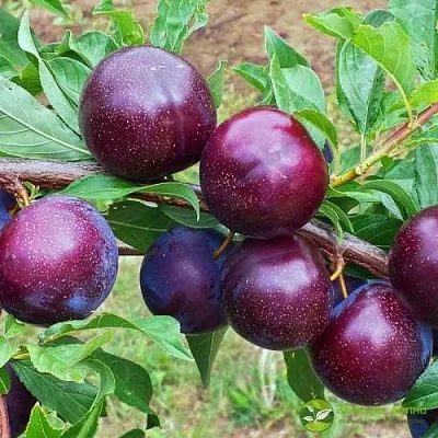 Шарафуга ВЕЛЬВЕТ САНРАЙЗ  Шарафуга ВЕЛЬВЕТ САНРАЙЗ в Молодечно