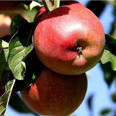 Яблоня АНТЕЙ КИЕВСКИЙ колонновидная  Яблоня АНТЕЙ КИЕВСКИЙ колонновидная в Молодечно