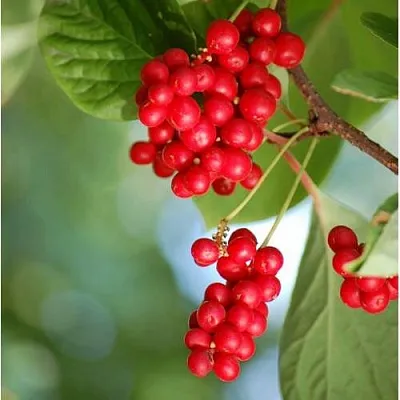 Лимонник ДЕБЮТ китайский  Лимонник ДЕБЮТ китайский в Молодечно