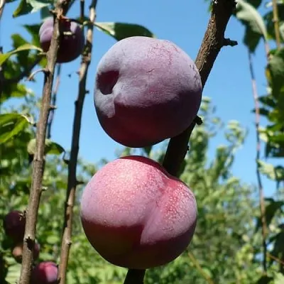 Плумкот ВЕЙ ВОНГ  Плумкот ВЕЙ ВОНГ в Молодечно