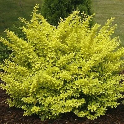 Барбарис АУРЕА тунберга  Барбарис АУРЕА тунберга в Молодечно