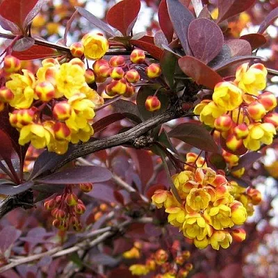 Барбарис СУПЕРБА оттавский   Барбарис СУПЕРБА оттавский  в Молодечно