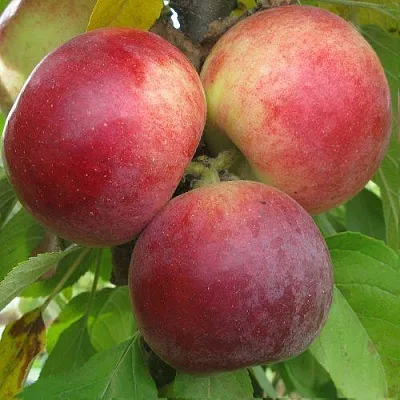 Яблоня БАЛЕРИНА ФЛАМЕНКО колонновидная   Яблоня БАЛЕРИНА ФЛАМЕНКО колонновидная  в Молодечно