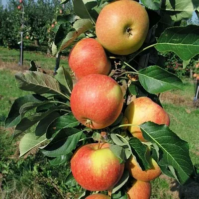 Яблоня ВОСТОРГ колонновидная  Яблоня ВОСТОРГ колонновидная в Молодечно