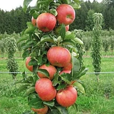 Яблоня ЯНТАРНОЕ ОЖЕРЕЛЬЕ колонновидная  Яблоня ЯНТАРНОЕ ОЖЕРЕЛЬЕ колонновидная в Молодечно