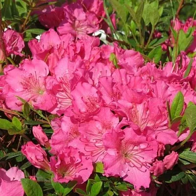 Азалия КИРСТИН японская  Азалия КИРСТИН японская в Молодечно