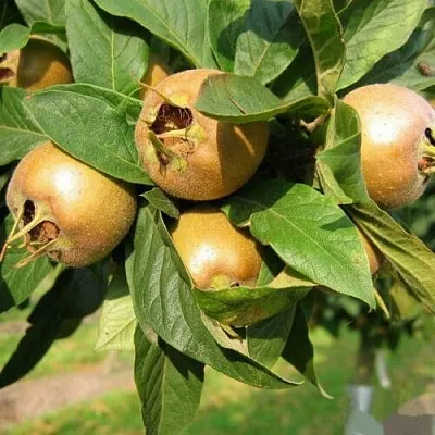 ГРУША МУШМУЛА ГРУША МУШМУЛА