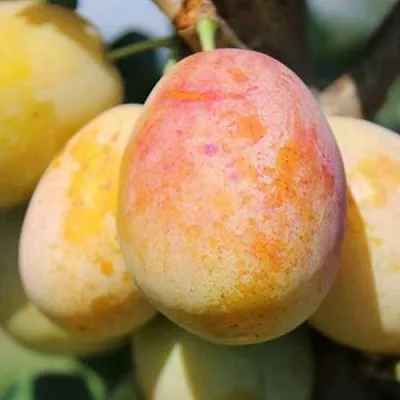 АПРИМИРА  АПРИМИРА в Молодечно