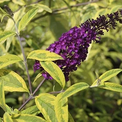 Буддлея давида САНТАНА   Буддлея давида САНТАНА  в Молодечно