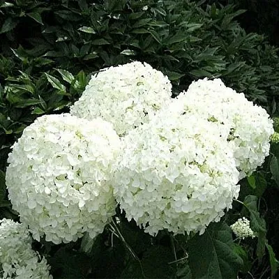 Гортензия АННАБЕЛЬ древовидная  Гортензия АННАБЕЛЬ древовидная в Молодечно