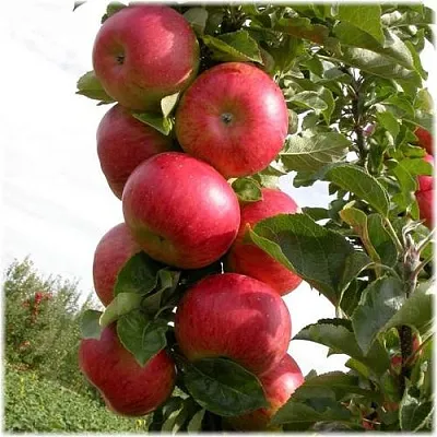 Яблоня ОСТАНКИНО колонновидная  Яблоня ОСТАНКИНО колонновидная в Молодечно