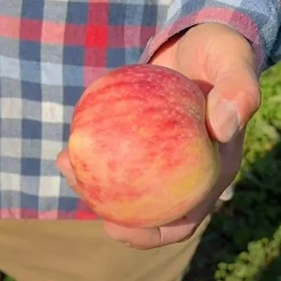 Яблоня ВАСЮГАН колонновидная  Яблоня ВАСЮГАН колонновидная в Молодечно