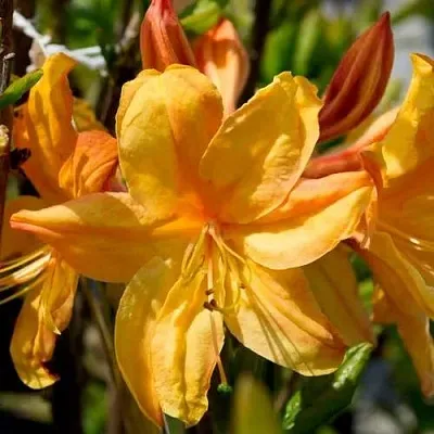 Азалия ГОЛДЕН ЛАЙТС листопадная  Азалия ГОЛДЕН ЛАЙТС листопадная в Молодечно