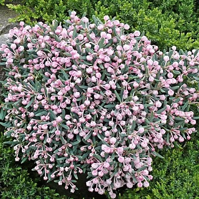 Андромеда БЛЮ АЙС многолистная    Андромеда БЛЮ АЙС многолистная   в Молодечно