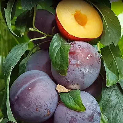 НЕКТАПРИУМ  НЕКТАПРИУМ в Молодечно